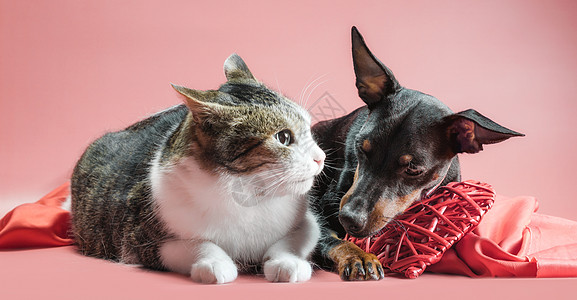 养小狗和有情人节日装饰的猫友谊动物假期犬类猫咪毛皮猫科动物主题朋友们宠物图片