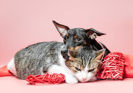 养小狗和有情人节日装饰的猫夫妻织物猫科动物猫咪动物大雨友谊毛皮风格说谎背景