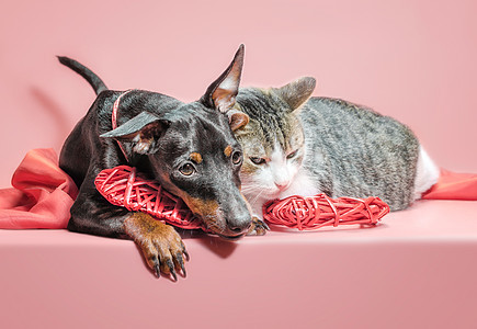 养小狗和有情人节日装饰的猫大雨假期织物眼睛猫科动物犬类毛皮猫咪友谊风格图片