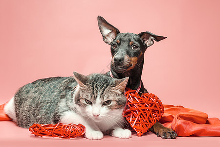 养小狗和有情人节日装饰的猫友谊猫咪犬类宠物说谎假期织物朋友们主题风格图片