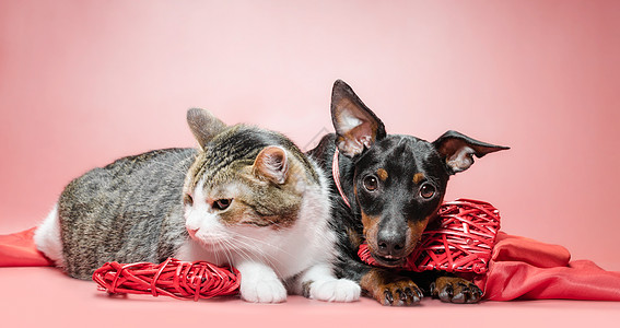 养小狗和有情人节日装饰的猫毛皮动物猫咪风格宠物犬类猫科动物织物友谊朋友们图片