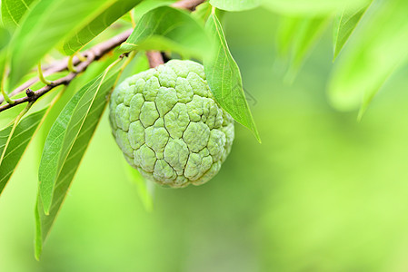 花园树上新鲜糖苹果 菜园热带水果果苗 a图片