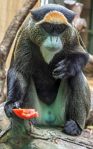 德布拉扎的猴子非洲灵长类动物成人图片