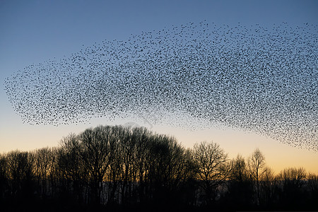美丽的大群小星群Sturnus粗俗团队羽毛团体天空野生动物航班摄影八哥编队翅膀图片