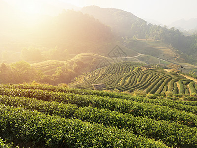 早晨美丽的茶田种植园 日出为茶产品背景图片