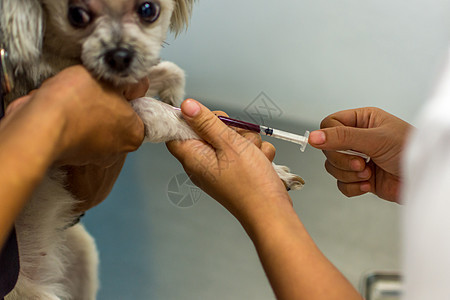 给狗接种疫苗技术动物药品护士注射器贵宾犬宠物犬类医生兽医背景图片