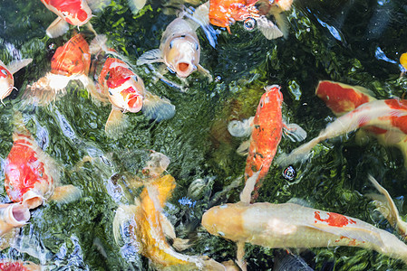 鱼叫日本鱼甲 是水生动物废话锦鲤美丽橙子水池钓鱼食物金子鲤鱼宠物图片