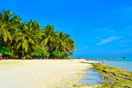 阳光沙滩 白沙 椰子棕榈树和绿宝石情调天空异国海景观光晴天旅行太阳孤独热带图片