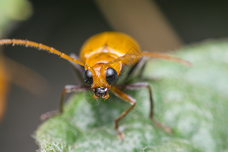 虫子昆虫橙色的宏观聚焦在 ey白色红色漏洞苍蝇花园眼睛房子黄色叶子橙子图片