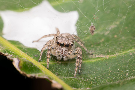 蜘蛛昆虫聚焦在 ey 的宏观动物蛛网生活红色叶子黄色网络黑色花园眼睛图片