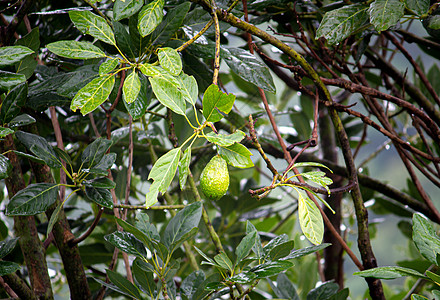 绿色果实鳄梨挂在花园的树上植物农场环境蔬菜果园营养生长饮食叶子热带图片