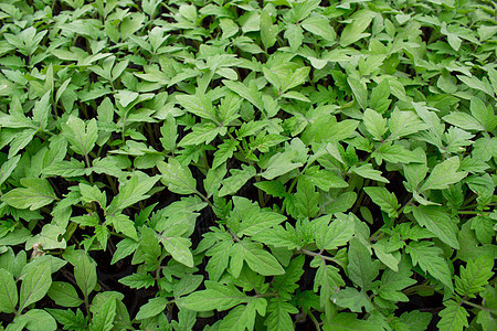 夏日在温室里生长的年轻植物 有选择性地聚焦食物肥料薄荷草药治疗土壤场地香料树叶烹饪图片