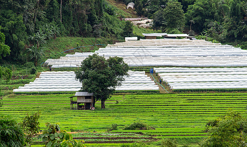 泰国北部山顶的农业区在雨季时 位于泰国北部种植园阳台环境山脉水培食物旅行植物村庄生长图片