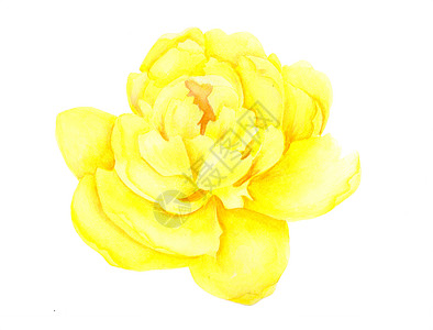 在白色背景隔绝的浅黄色牡丹头状花序 水彩植物插图 手绘图片