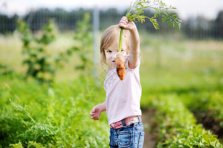 可爱的女孩在花园里采胡萝卜太阳孩子植物收成农场乐趣微笑食物童年蔬菜图片