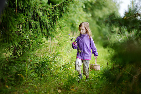 可爱的小女孩在森林里徒步旅行地面篮子树叶学习森林国家树桩采摘孩子浆果图片