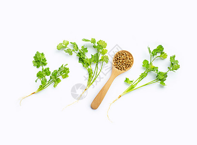 白色背景的新鲜卷心菜香料草本植物叶子蔬菜烹饪植物树叶食物香菜枝条图片