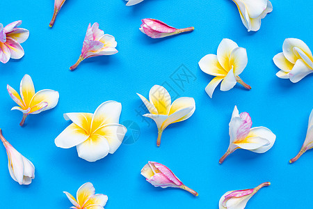 蓝色背景的花朵或香草花植物群冥想园艺温泉花束花瓣艺术笔记本芳香植物图片