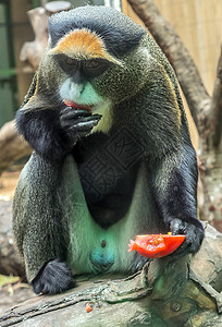 德布拉扎的猴子非洲灵长类动物图片