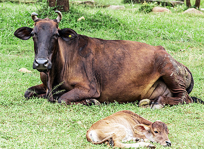 亚洲血统牛牛奶乳牛牧场斗牛农场动物奶牛场牛年牛肉农业图片