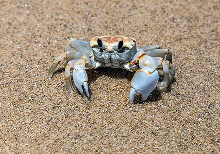 螃蟹沙滩特写贝类野生动物热带海上生活海岸线动物海岸贝壳甲壳眼睛图片