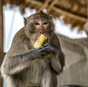 马卡卡·穆拉塔塔的猴子Rhesus 猴猴吃香蕉图片