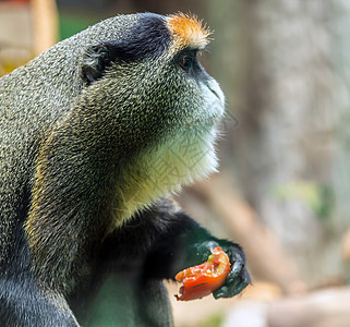 德布拉扎的非洲猴子灵长类动物图片