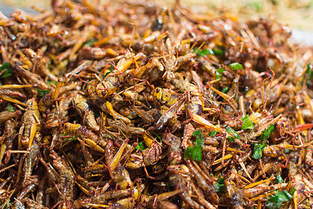 各种种类的炒虫蟋蟀市场臭虫小吃情调叶子热带食物产品幼虫图片