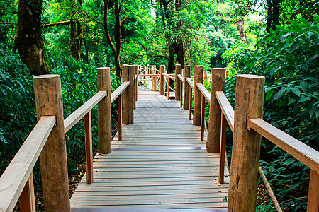 Inthanon山峰自然轨的木质桥道泰国清迈市顶峰公园木头叶子苔藓途径教育丛林农村自然图片
