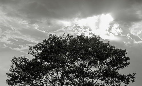 灰色天空背景的大树的轮廓图片