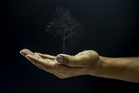 握着一棵枯树的手农业寓言男人地球幼苗种植生活手臂生态概念图片