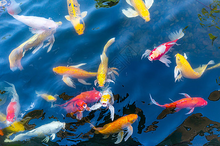 池塘中的小海鱼植物水池橙子溪流花园情调游泳野生动物繁荣宠物图片