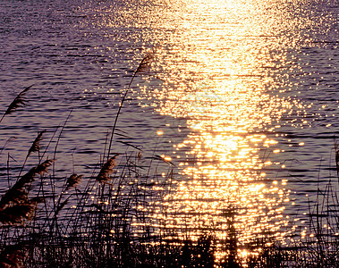 明亮的冬日太阳在清晨一阵大风中反射出来池塘蓝色支撑波纹海浪全景阳光场景树叶日落图片