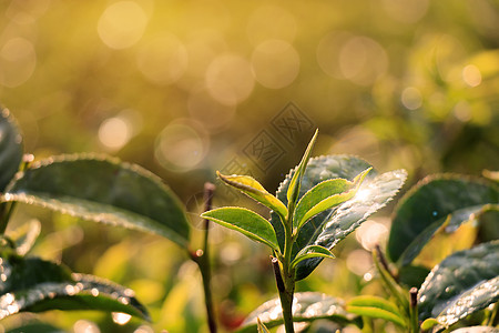 绿茶芽和新鲜的叶子 清晨 在阳光和美妙的散景下 特写泰国的茶园田 广告绿茶海报图片