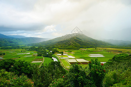 美丽的Hanalei山谷中的Taro田地森林灌溉农田农场天空生产农业天堂房子食物图片