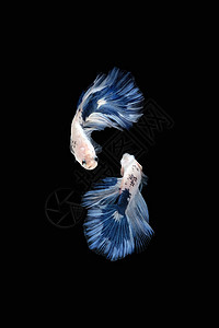 两支蓝白半月双舞 以黑色背景隔绝的蓝边熊猫巴达马提亚型鱼连体团体艺术摄影拼贴画行动游泳运动羽毛墙纸图片
