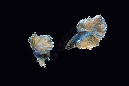 两只蓝黄色半月双黄 白贝塔西亚米亚打架鱼 在黑色背景下被隔离蓝色奢华水族馆艺术连体墙纸热带男性宏观游泳图片