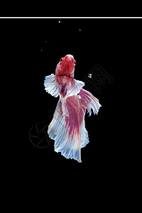 粉红白色大耳朵半月半月半月的反视角度 Betta鱼宏观连体跳舞异国艺术行动运动耳朵情调玫瑰图片