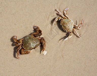 黑海沙滩上的活螃蟹 最高视野 乌克兰营养荒野野生动物动物贝类海洋生活居住海滩海鲜图片
