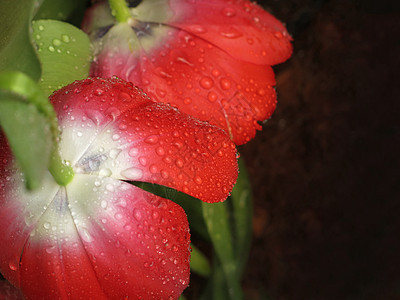 红郁金香花瓣 有水滴 雨后红色郁金花朵图片