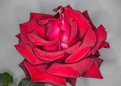 红玫瑰盛开树篱植物观赏雨滴荆棘爱情绿色花瓣园林玫瑰花瓣背景图片