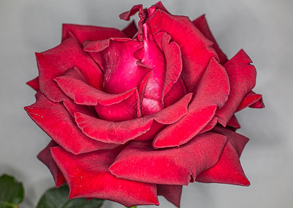 红玫瑰盛开观赏荆棘绿色植物爱情玫瑰花瓣雨滴花朵园林花瓣背景图片
