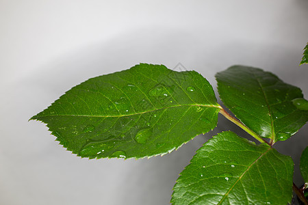 红玫瑰盛开玫瑰花瓣观赏荆棘树篱植物花瓣雨滴花朵园林绿色背景图片