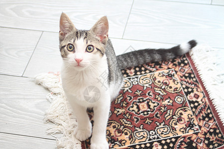 长毯上的小猫棕色白色婴儿毛皮爪子尾巴幼兽条纹头发猫咪图片