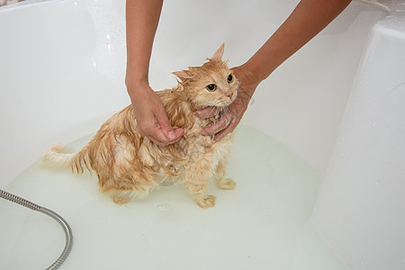 这只猫用洗发水肥皂洗洗浴 用水泡澡图片