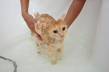 女主人帮家猫洗澡 猫站在水里一个宽敞的浴缸里背景图片