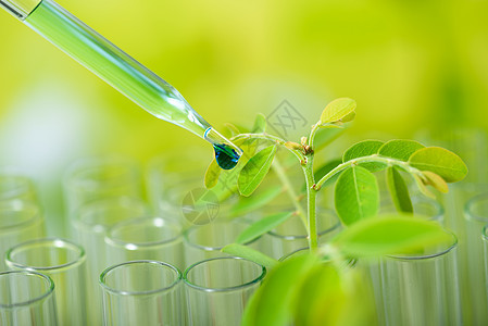 向年轻采样厂投下绿色样品化学剂化学生物科学实验室液体药品技术实验微生物学叶子图片