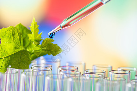 向年轻采样厂投下绿色样品化学剂烧瓶技术生态器皿液体叶子生物实验药品科学图片
