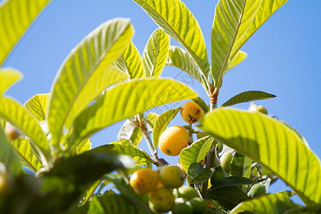 蓝天背景中树叶间的一组几乎成熟的枇杷果实季节李子植物群食物水果植物学粳稻饮食热带异国图片