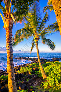夏威夷Kauai海岸的日出热带天空海洋天堂岛屿太阳旅游日落蓝色棕榈图片